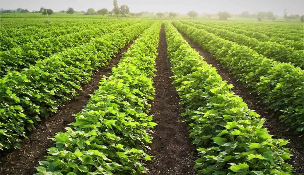 Sustainable agriculture practices by cotton farmers in India will drive global demand