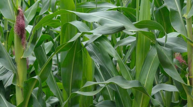Maize - Crop Trust
