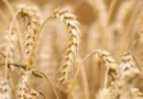 Today's Wheat Mandi Rate (31 May 2024)