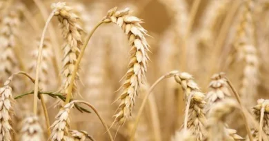 Today's Wheat Mandi Rate (31 May 2024)