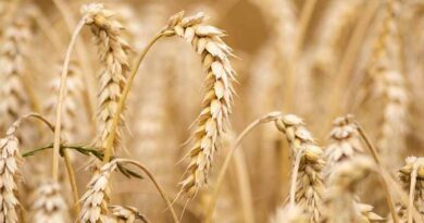 Sharbati Wheat of Madhya Pradesh Still Fetching Highest Bid in Market