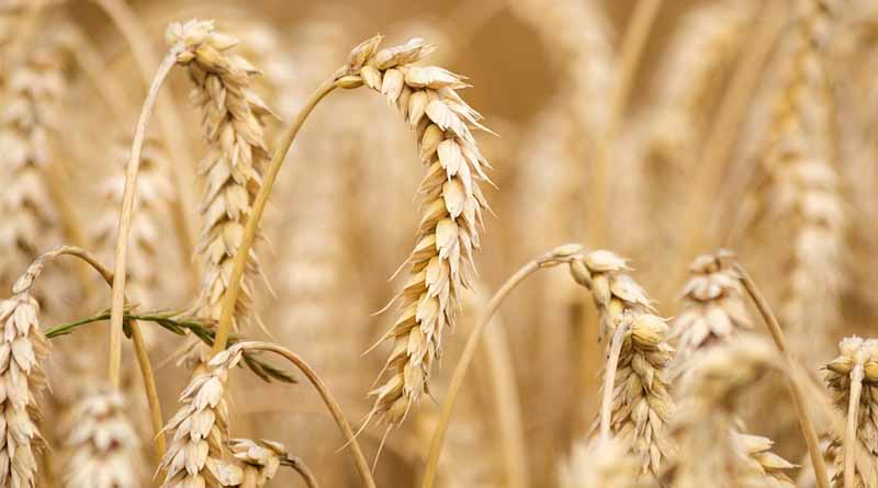 Sharbati Wheat of Madhya Pradesh Still Fetching Highest Bid in Market
