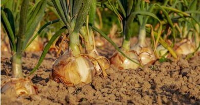 No Relief for Onion Farmers in India