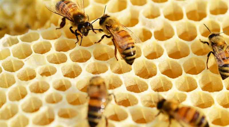 How to Protect Bees From Mite Infestation