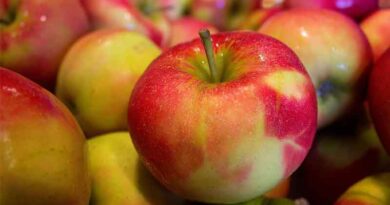 Apple Industry in Northern India Faces Challenges Amidst Changing Climate