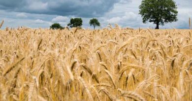 New Project to Use Earth Observation Data and Climate Forecasts for Targeted Management of Wheat Blast Disease