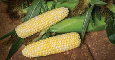 Understand the Differences Between Yellow, White, and Bicolor Sweet Corn