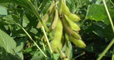 Farmers advised to sow 2-3 varieties of soybean: Indian Institute of Soybean Research