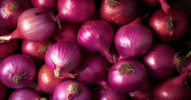 Today's Onion Mandi Rate (29 May 2024)