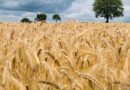 Today's Wheat Mandi Rate (30 May 2024)