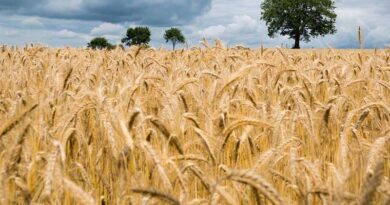 Today's Wheat Mandi Rate (30 May 2024)
