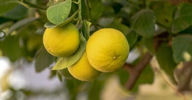 Drought's Toll on Maharashtra's Sweet Lemon Orchards: Over 1.1 Million Trees Affected