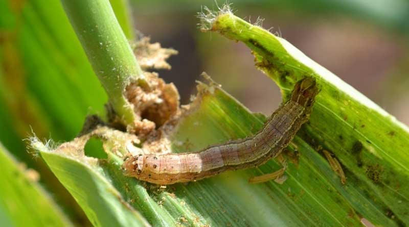 Study Confirms Efficacy of Three Insecticides to Fight Fall Armyworm as Part of Integrated Pest Management