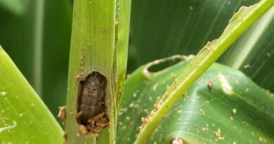 Integrated Approach Offers Fresh Arsenal in Battle Against Fall Armyworm