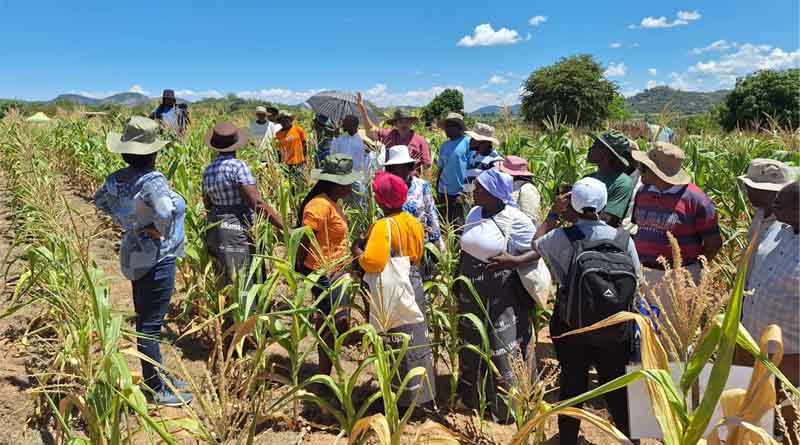 Transforming Agriculture Together: Insights From the Ukama Ustawi Share Fair
