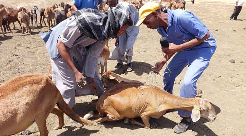 How Livestock Vaccination Campaigns Support Breeders in Conflict-ridden Sudan