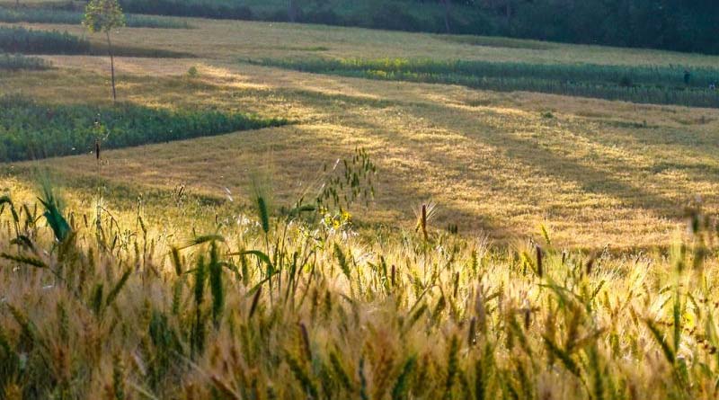 New Innovative Crops Could Significantly Reduce Agriculture’s Climate Change Impact and Environmental Footprint