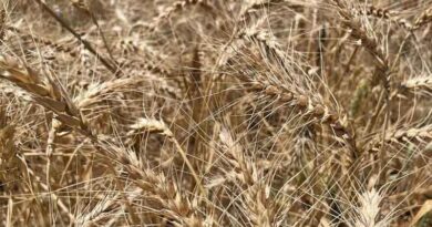 Maximizing Wheat Productivity With Supplemental Irrigation