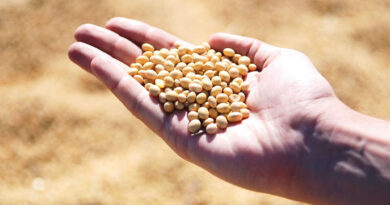 Indian Institute of Soybean Research Announces Suitable Sowing Dates for Soybean Farmers