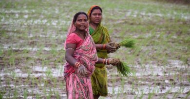 India's Rice Heartland: Top 5 Rice Producing States in 2023-24