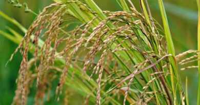 Telangana Emerges as India's Rice Kingpin