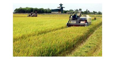 Vietnamese Rice Continues to Dominate Philippine Market Despite Policy Shifts