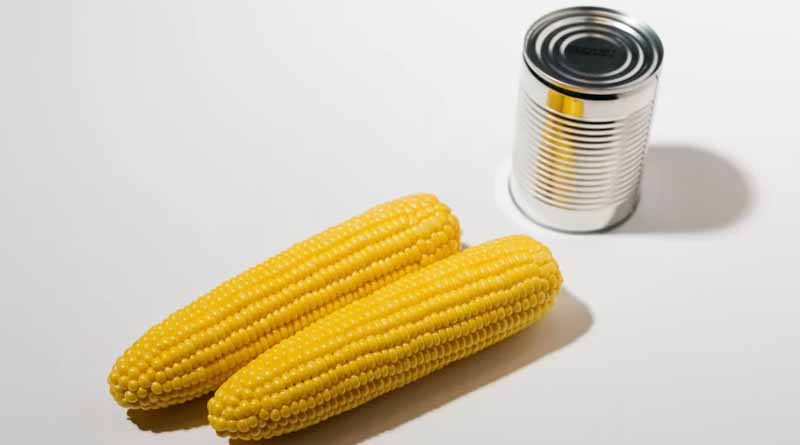 What Breeders Look for in Fresh Market Versus Processing Sweet Corn Hybrids