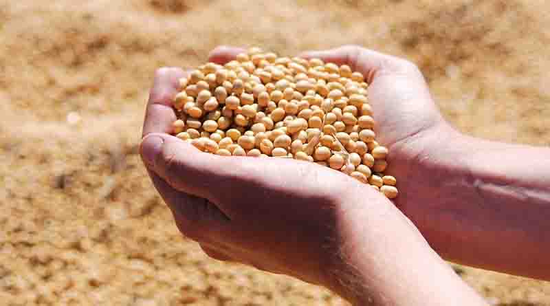 Top 4 Recommended Varieties of Soybean for 2024