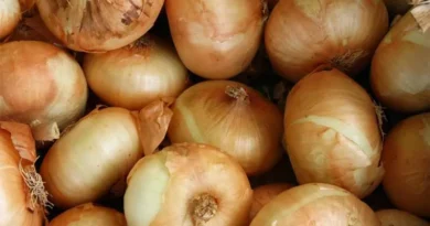 Today's Onion Mandi Rate (as on 13 June 2024)