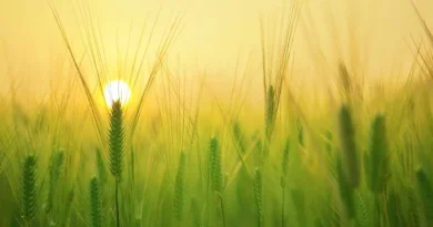 Today's Wheat Mandi Rate (6 June 2024)