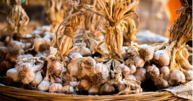 Kashmir's Garlic Production Soars With Chinese Seeds; Elevate Quality and Shelf Life