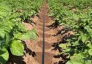 Improved Potato Crop Uniformity using Drip Irrigation, Rivulis Trial Reveals