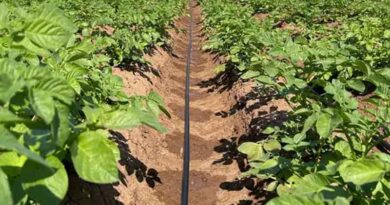 Improved Potato Crop Uniformity using Drip Irrigation, Rivulis Trial Reveals