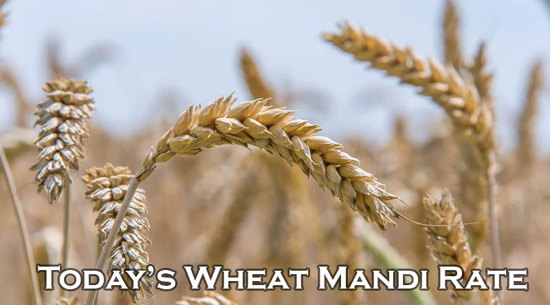 Today's Wheat Mandi Rate (as on 27 June 2024)
