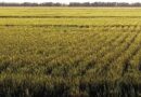 Revised Market Segmentation for Spring Wheat-achieving Alignment Between ICARDA and CIMMYT
