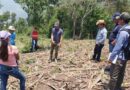 Innovation Hubs in Western Honduras, Cornerstones for Agricultural Sustainability