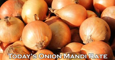 Today's Onion Mandi Rate (as on 03 July 2024)