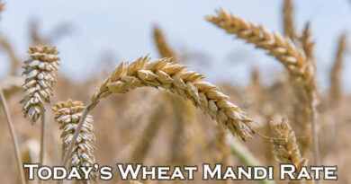 Today's Wheat Mandi Rate (as on 03 July 2024)